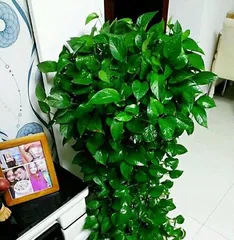 How to water a pothos plant? (Master the correct way to water pothos plants for a healthier plant)