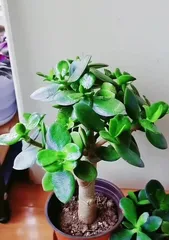 Indoor Zamioculcas Care Guide (Creating a Lush Indoor Zamioculcas Oasis)