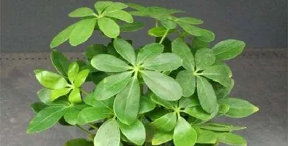 Detailed Cultivation of Seven-Leaf Peony (From Seed Selection to Propagation, Master it Easily!)