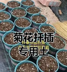 Revealing the Techniques and Methods of Chrysanthemum Cuttings (Explore the mysteries of chrysanthemum cuttings to become a master in chrysanthemum cultivation)