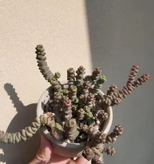 Tips for Repotting Succulents (Using String of Pearls for Repotting, Help Your Plant Grow Healthily)