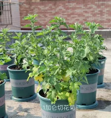 Measures for controlling Chrysanthemum aphids (How to effectively deal with aphid infestation in chrysanthemums)