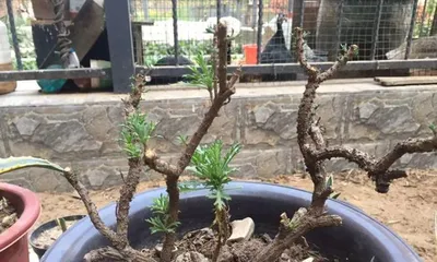 How to properly prune flowering cherry trees? (Time, tools, methods, and precautions for pruning flowering cherry trees)