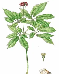 The Art of Caring for Panax Notoginseng in Pots During Winter (The Secret to Keeping Your Panax Notoginseng Healthy in the Cold Winter)
