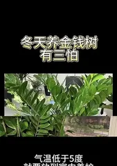 A Guide to Winter Indoor Care for Money Trees (How to care for Money Trees indoors in winter?) 2