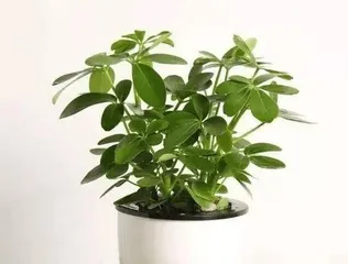 Care Secrets for Schefflera Potted Plants (How to Effectively Care for Schefflera Potted Plants to Ensure Vigorous Growth) 3