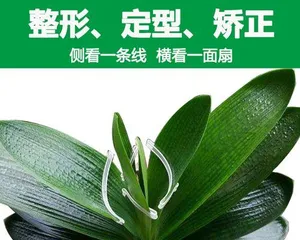 How to correct the leaves of a Clivia Miniata? (Simple methods to revitalize your Clivia)