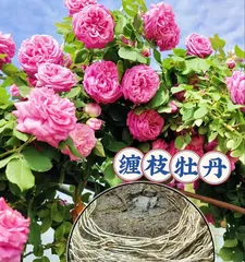 The Growth Environment and Characteristics of Peony (Exploring the Suitable Growth Environment and Unique Charm of Peony)