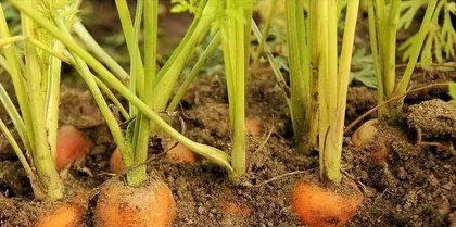 From sprouting to maturity, exploring the growth cycle of radishes (analysis of the growth process and time of radishes)