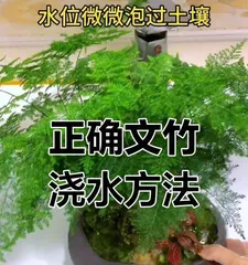 Tips for Watering Potted Plants in Summer (Keeping Potted Plants Healthy in the Scorching Heat)