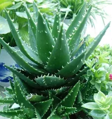 Aloe vera can also "live without roots" (Exploring the growth mystery of Aloe vera in the city that never sleeps)