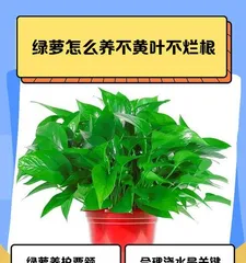 Causes of Rotting Roots in Devil's Ivy, Treatment Methods, and Care Tips (What to Do When Devil's Ivy Roots Rot? Teach You How to Save!)