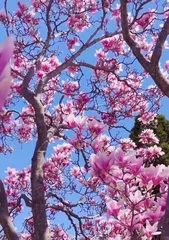 Cultivation Techniques for Magnolia Bark Flowers (How to Properly Care for Picked Magnolia Bark Flowers)