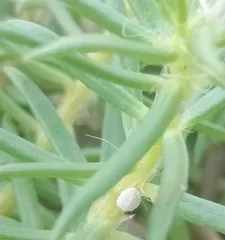 How to Deal with Green Bugs Growing on Plants (What You Need to Know to Combat Green Bug Infestations on Flowers and Plants)