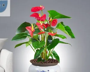 Growth characteristics and classification of Anthurium (from herbaceous to woody, exploring the diversity of Anthurium)
