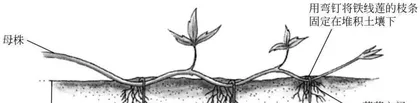 Plant layering technique (through plant layering technique, propagate more green life from a single branch)