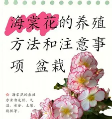 Investigation on the Cold Tolerance of Flowering Quince (Exploring the Secret of Flowering Quince's Cold Tolerance from a Scientific Perspective)