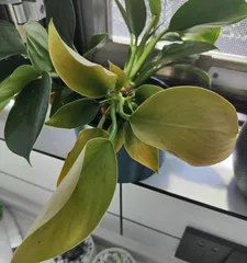 Philodendron Winter Care Guide (Keep Your Philodendron Healthy and Blooming Beautifully Through Winter) 2