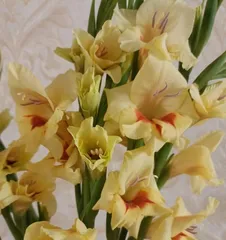 The Meaning of Different Colors of Gladioli (Exploring the Significance of the Meanings of Different Colors of Gladioli)