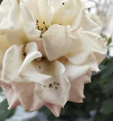 What should be done if white worms appear on the Buddha's palm? (Exploring the reasons for white worms appearing on the Buddha's palm and solutions)