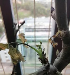 The Causes of Rose Leaf Wilting and How to Deal with It