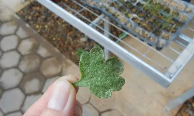 How to rescue wilted chrysanthemum leaves (Don't hurry, follow these steps to restore your upright chrysanthemums)