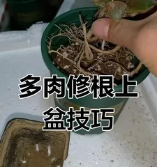 How do succulents perform potting and cultivation techniques (Master the key potting techniques of succulents, let your succulents grow more robustly)