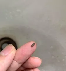 Small grey bugs appeared in the pot, how to deal with it? (Exploring effective methods for controlling indoor plant pests)