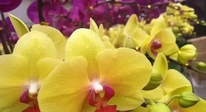Colorful Phalaenopsis Orchids, Flower Language Interpretation (Meanings and Connotations Represented by Different Colors)