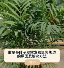 Green Paris Longevity Flower Care Ultimate Guide (How to Make Green Paris Longevity Flower Grow Healthier? Green Paris Longevity Flower Care Tips Revealed!)