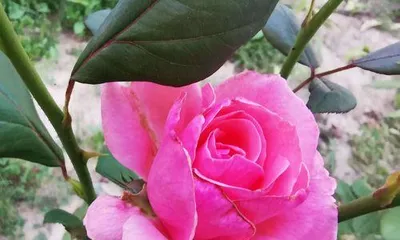 The Language of Bright Roses (Meanings Behind the Colors)