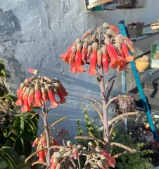 The propagation methods and precautions for succulent phoenix flowers