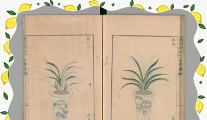 Techniques and Methods for Propagating Small Mops (Making Small Mops Thrive Sustainably)