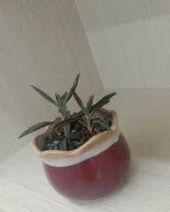 The Way of Hens and Chicks Overwintering (How to Keep Hens and Chicks Warm in Winter?)