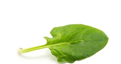 Spinach is a dicotyledonous plant (Exploring the scientific classification and related knowledge of spinach)
