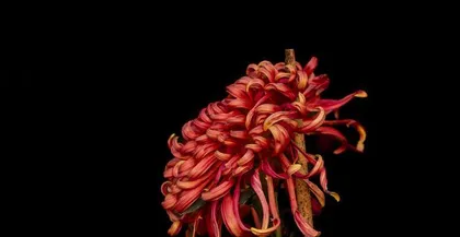 Research on the Cold Resistance Temperature and Adaptability of Chrysanthemums (Taking "Cold-Tolerant Chrysanthemums" as an Example to Explore Diversified Adaptation Strategies for Their Growth and Reproduction)