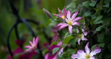 Suitable flower seeds for outdoor planting in winter (selecting suitable flower seeds based on cold resistance and beauty)
