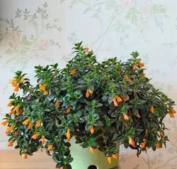 What kind of flowers are good for feng shui in the living room? (Beautify the space, attract wealth and prosperity, bring lasting blessings)