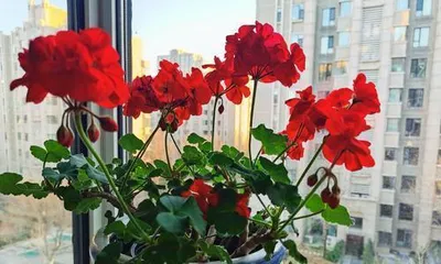 A Comprehensive List of Cold-Hardy Flowers (Beautiful Flowers That Bloom in Cold Winters, You Must Know!)