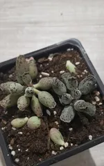 How to Deal with Overgrowth of Succulent Seals (How to Control the Height of Succulent Seals and Maintain a Suitable Size)