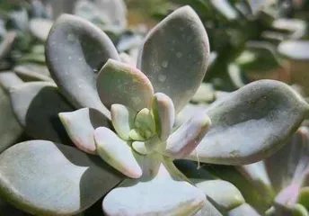 A Comprehensive List of Cold-Hardy Plants (Exploring Plant Species That Thrive in Harsh Cold Weather)