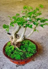 合欢花盆景的制作技巧(打造美丽生态的合欢花盆景艺术)2