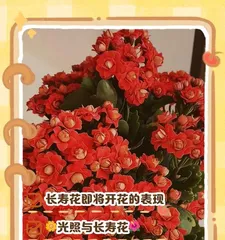 Why do Chrysanthemums fail to bloom despite forming buds? (Exploring the reasons and solutions for Chrysanthemums not blooming with buds)