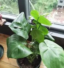 Winter won't freeze them, these potted plants are a must-have! (Indoor beauty, shaded by green leaves; easy to care for, not afraid of cold air.)