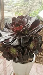 How to grow Sansevieria succulents? (Use these to help you succeed in cultivation)