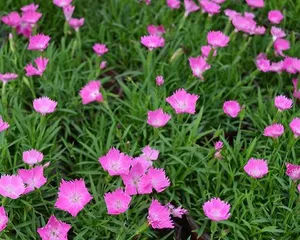 Excellent varieties of hardy perennials recommended (select cold-resistant flowers to create a beautiful garden)