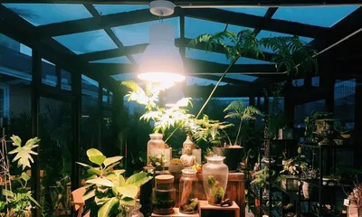 The Best Flower Choices for a Glass Greenhouse (Make Your Greenhouse More Beautiful and Lively)