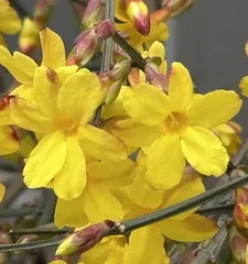 Guide to Caring for Winter Jasmine Indoors (Create a Cozy Indoor Garden and Let Winter Jasmine Bloom with Vitality)