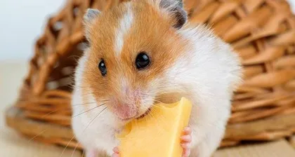 Can hamsters eat pears? (Notes on hamster diet, methods for feeding fruits)