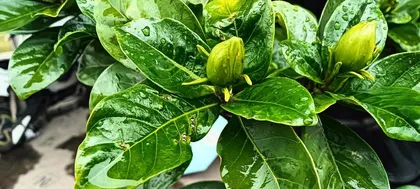 How to Effectively Deal with Aphid Infestation in Plants (Prevent Aphids, Protect Plant Health)
